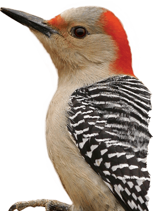 Woodpecker Png - Red Bellied Woodpecker Transparent (308x425), Png Download
