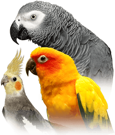 Parrot - Parrot Bird (410x449), Png Download
