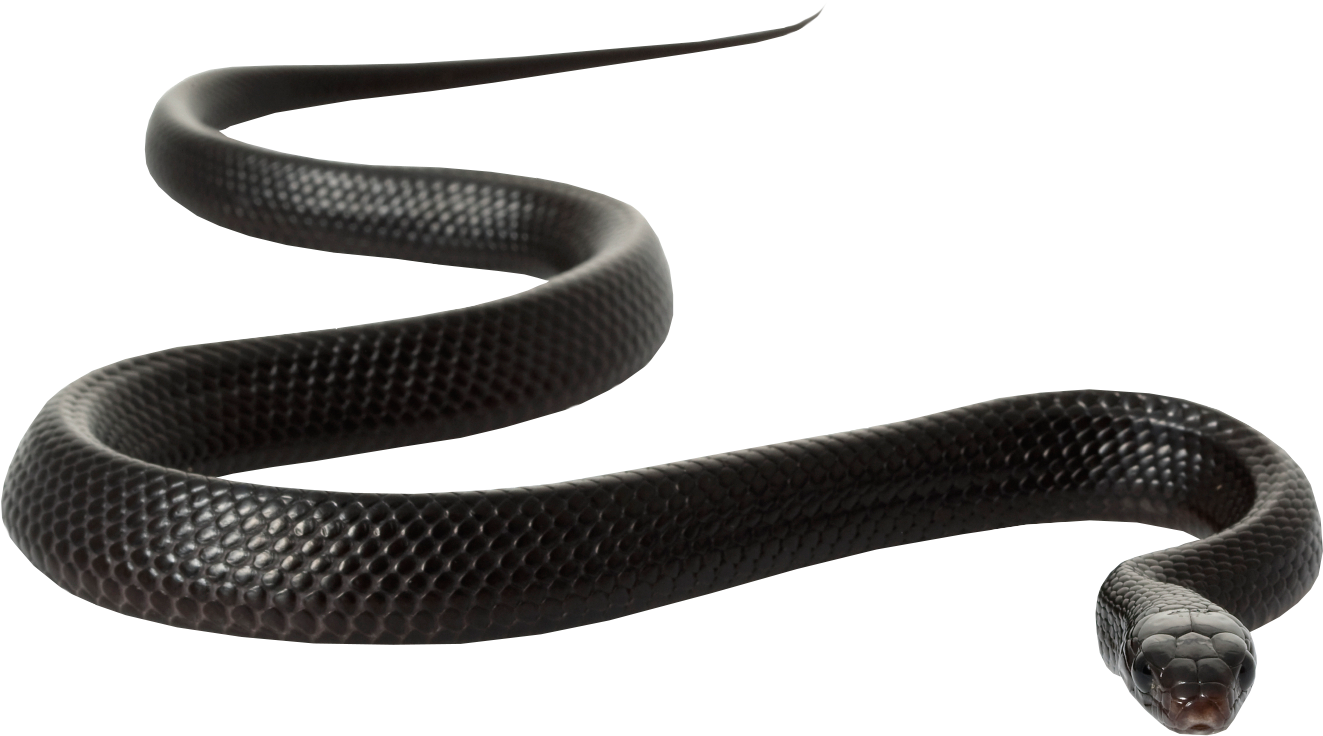 Black Rat Snake Clip Art - Black Mamba Snake White Background (1723x1114), Png Download