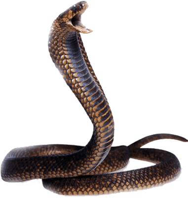 Cobra Snake Head - Snake Png (400x400), Png Download