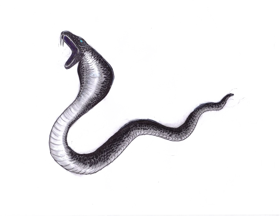 Black Mamba Png File - Black Mamba Snake Png (900x695), Png Download