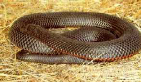 Red Bellied Black Snake - Common Kingsnake (640x320), Png Download