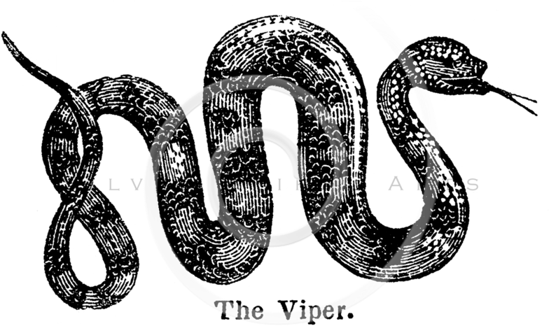 Vintage Snake Transparent (800x475), Png Download