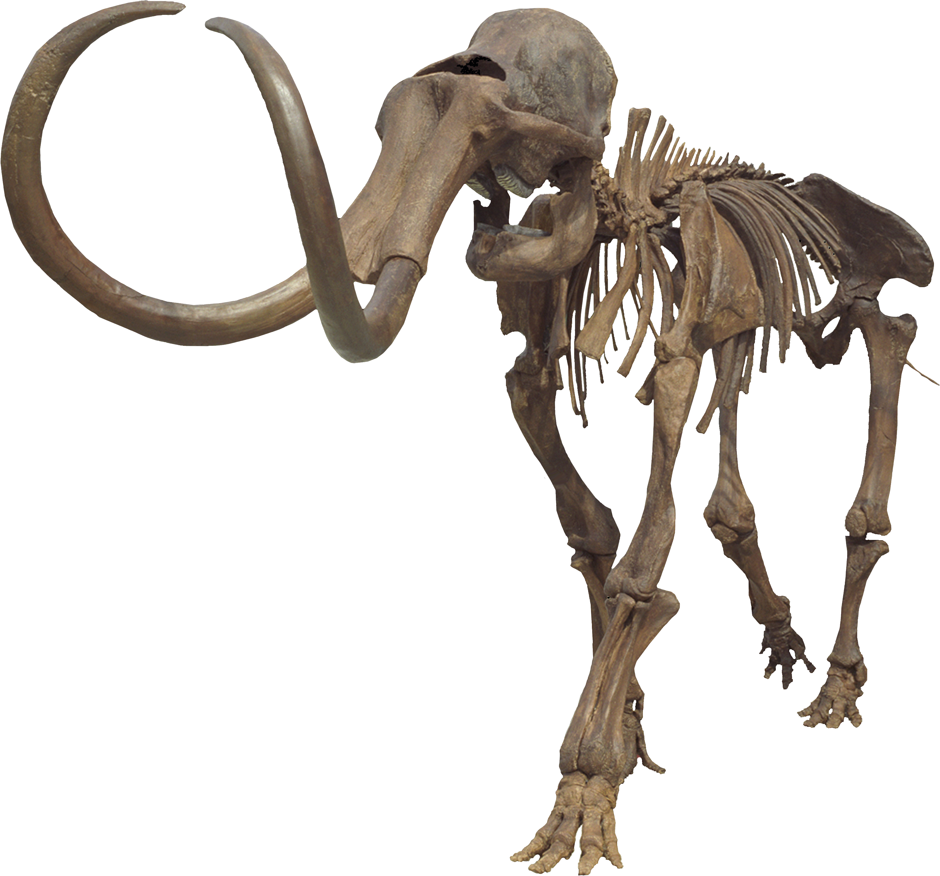 Columbian Mammoth Clean - Columbian Mammoth Skeleton (3284x3082), Png Download