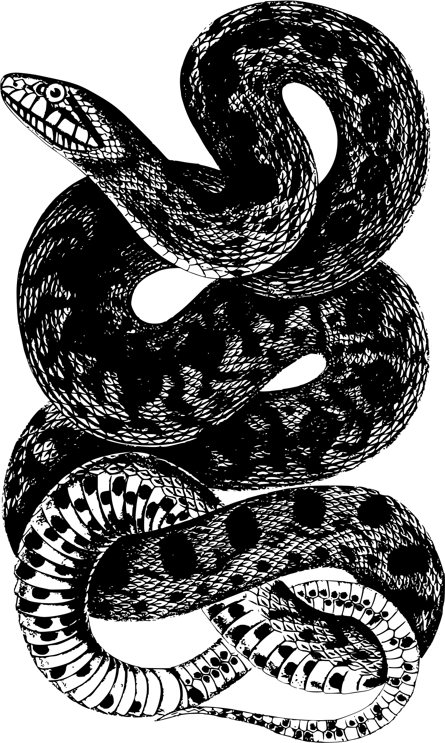 This Free Icons Png Design Of Snake 10 (1437x2400), Png Download