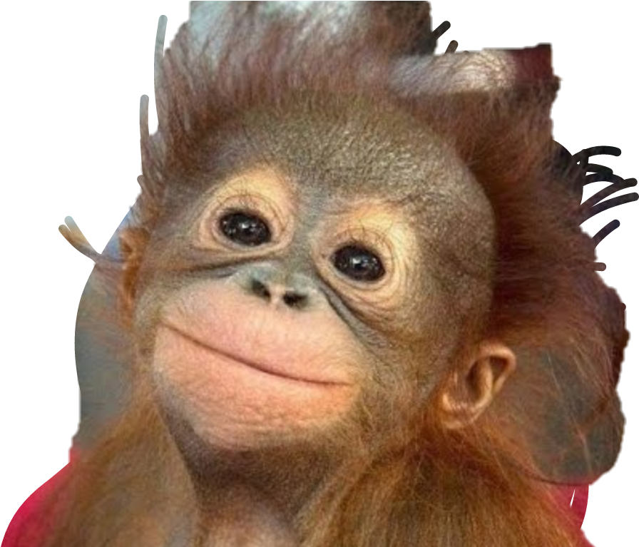 List 100+ Pictures Funny Photos Of Monkeys Stunning