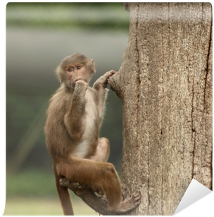 Rhesus Macaque (400x400), Png Download