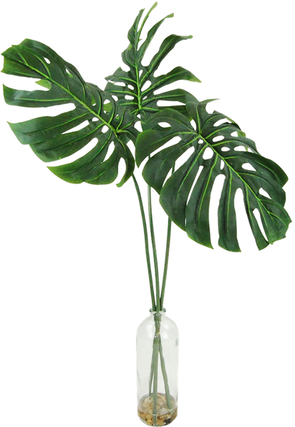 Philodendron Png (350x535), Png Download