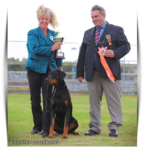 Korifey Dobermann Male Korifey Rage Jw - Male (490x504), Png Download