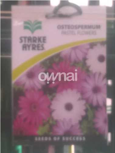 Osteospermum Pastel Flowers (740x500), Png Download