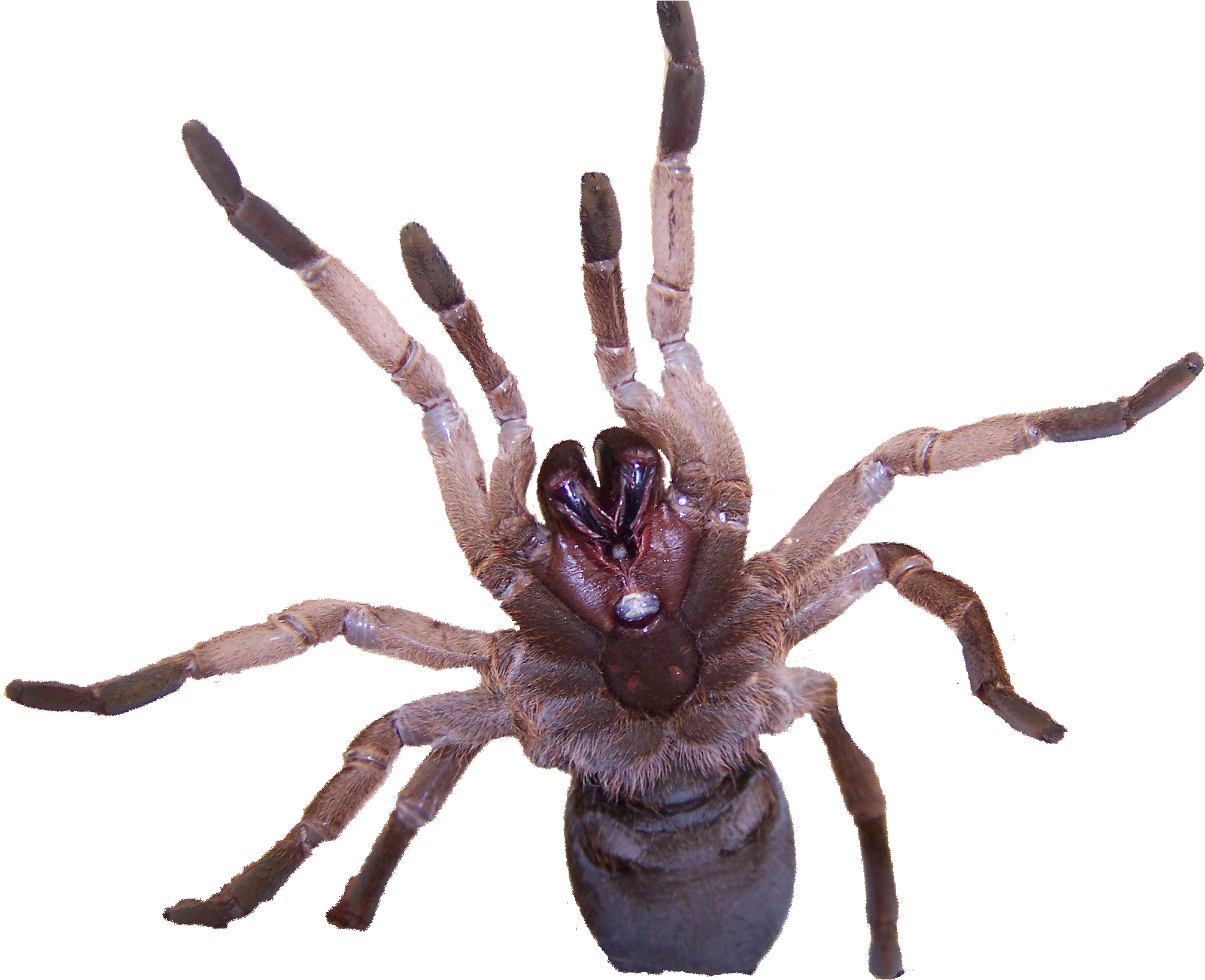 Australian Tarantula Venom Contains Novel Insecticide - Tarantulas Transparent (2073x1702), Png Download