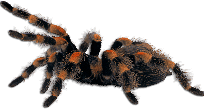 Ar Tarantulas - Spider Png (800x437), Png Download