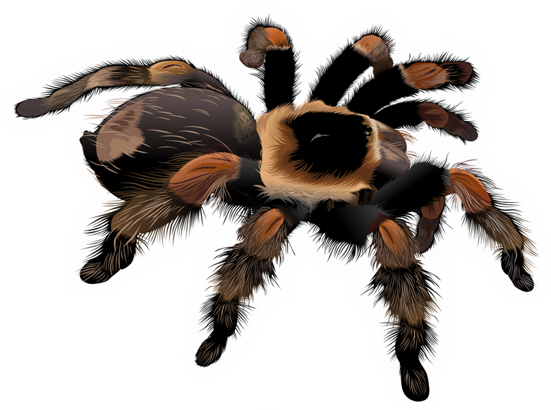 Free Stock Spider Clipart Free Collection Download - Clip Art Tarantula (800x652), Png Download