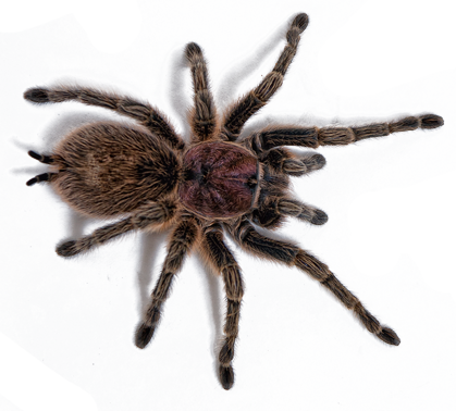 Scorpian Tarrantula - - Rose Hair Tarantula Transparent (419x378), Png Download