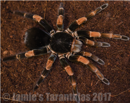 Megaphobema Mesomelas 1 1/4 - Costa Rica Giant Red Leg Tarantula (600x345), Png Download