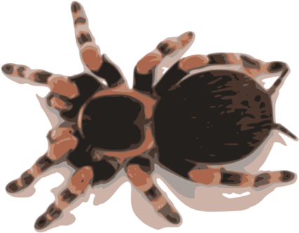 Spider Brachypelma Emilia Brachypelma Hamorii Smith's - Mexican Red Knee Tarantula (530x750), Png Download