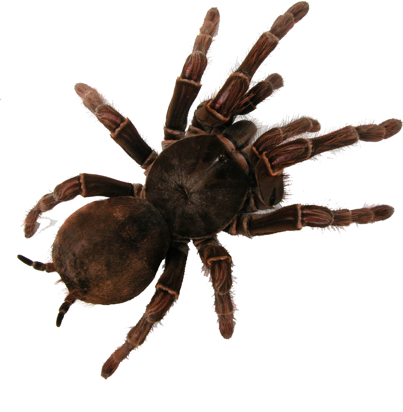 Tarantula (1390x1550), Png Download