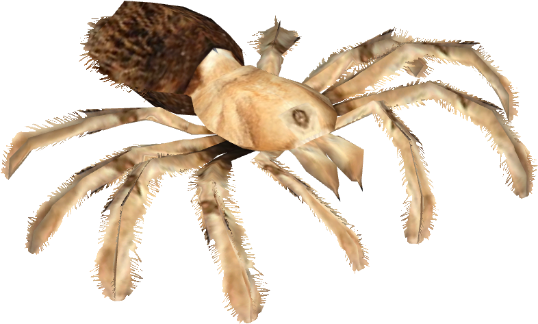 Arizona Blond Tarantula - Wiki (785x785), Png Download