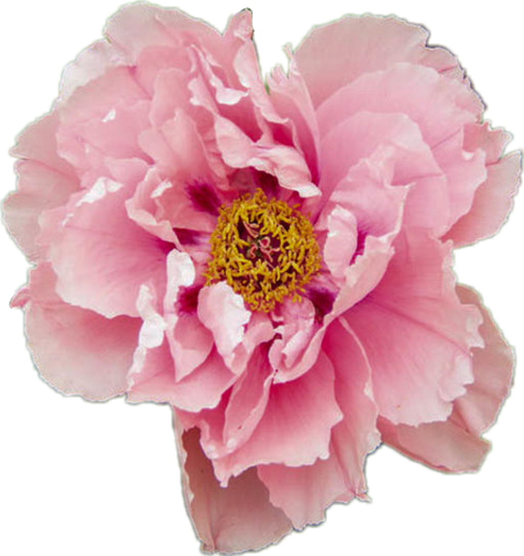 flower aesthetic png