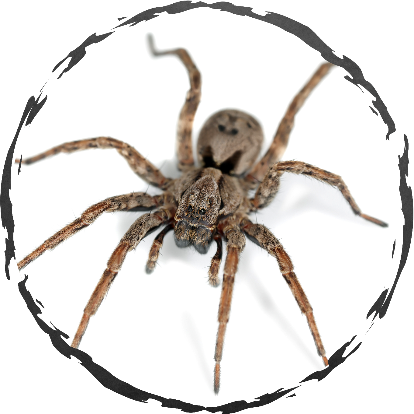 Spiders - Spider (1500x1500), Png Download