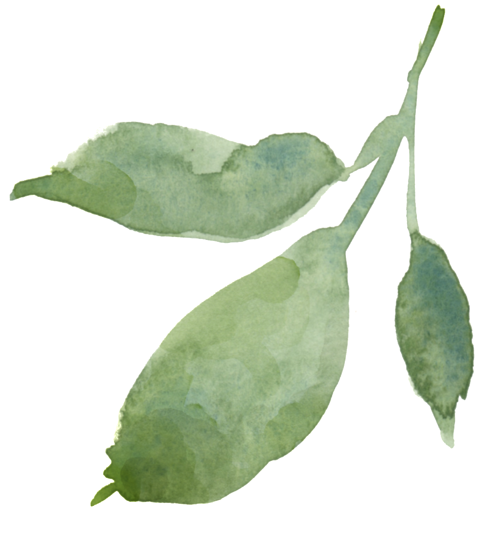 Hand Painted Leaves Transparent Decorative - Portable Network Graphics (1024x1119), Png Download