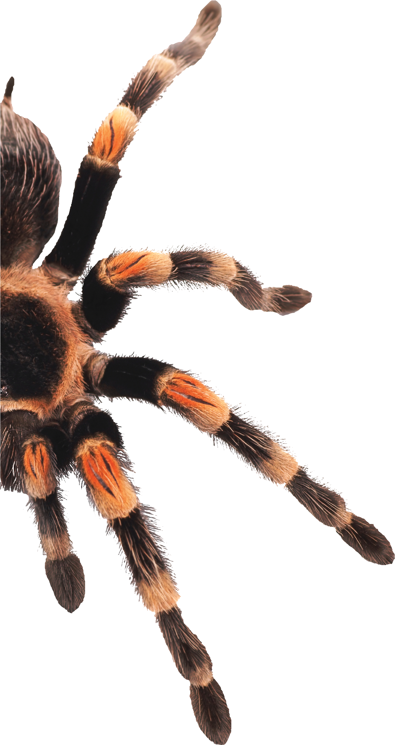 75 Teachers Hours, Extendable To 180 Hours Per Level - Tarantula (1441x2734), Png Download