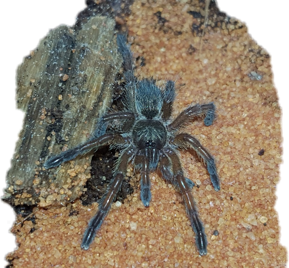 Tarantula (967x899), Png Download