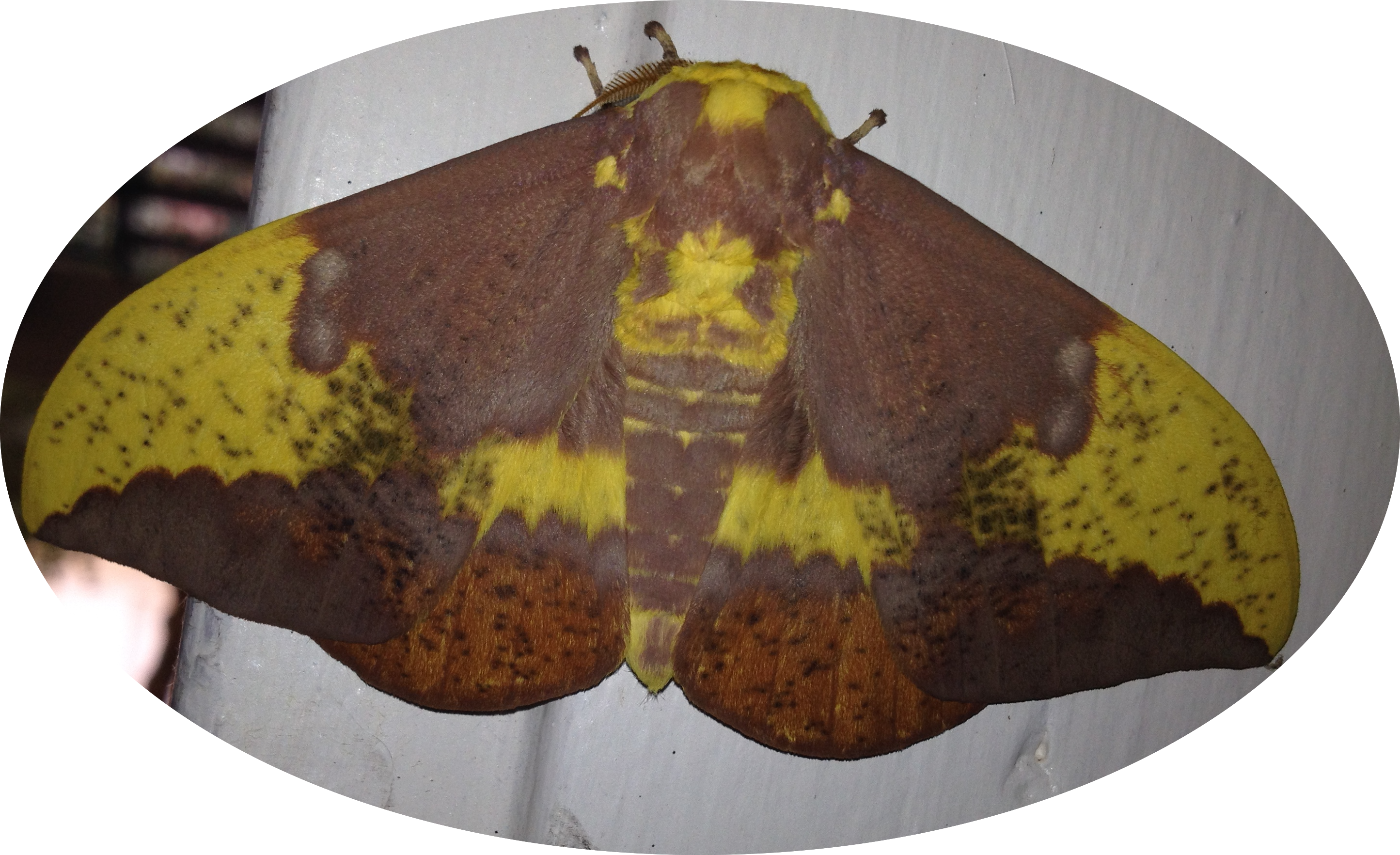 Photo Of A Male Imperial Moth - Imperial Moth (2889x1764), Png Download