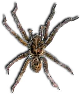 Lgebr Spider - Spider (350x369), Png Download
