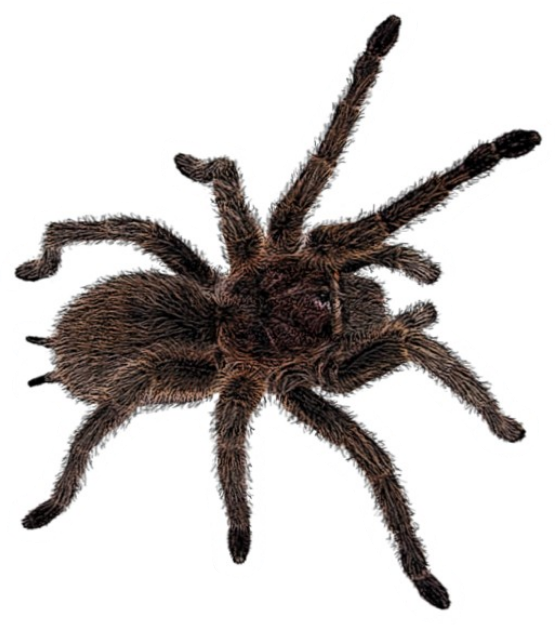 Freetoedit Insect Tarantula Spider Böcek Örümcek - Tarantula (555x625), Png Download