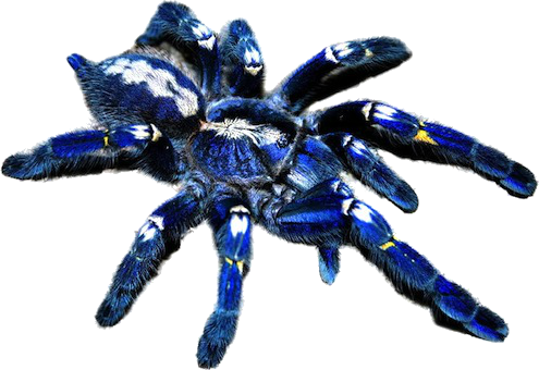 Metallica Tarantula (495x340), Png Download