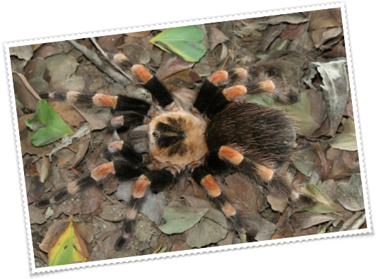 Sea Urchin (532x395), Png Download