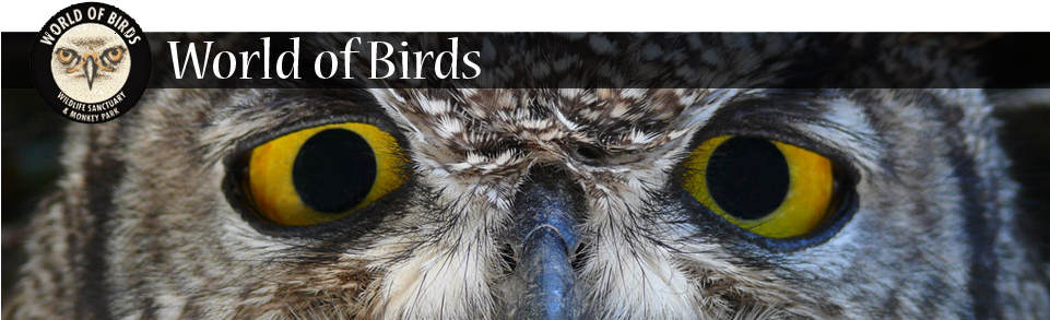 Meet Jar-jar Binks, Our Spotted Eagle Owl At The World - World Of Birds Wildlife Sanctuary And Monkey Park (960x300), Png Download