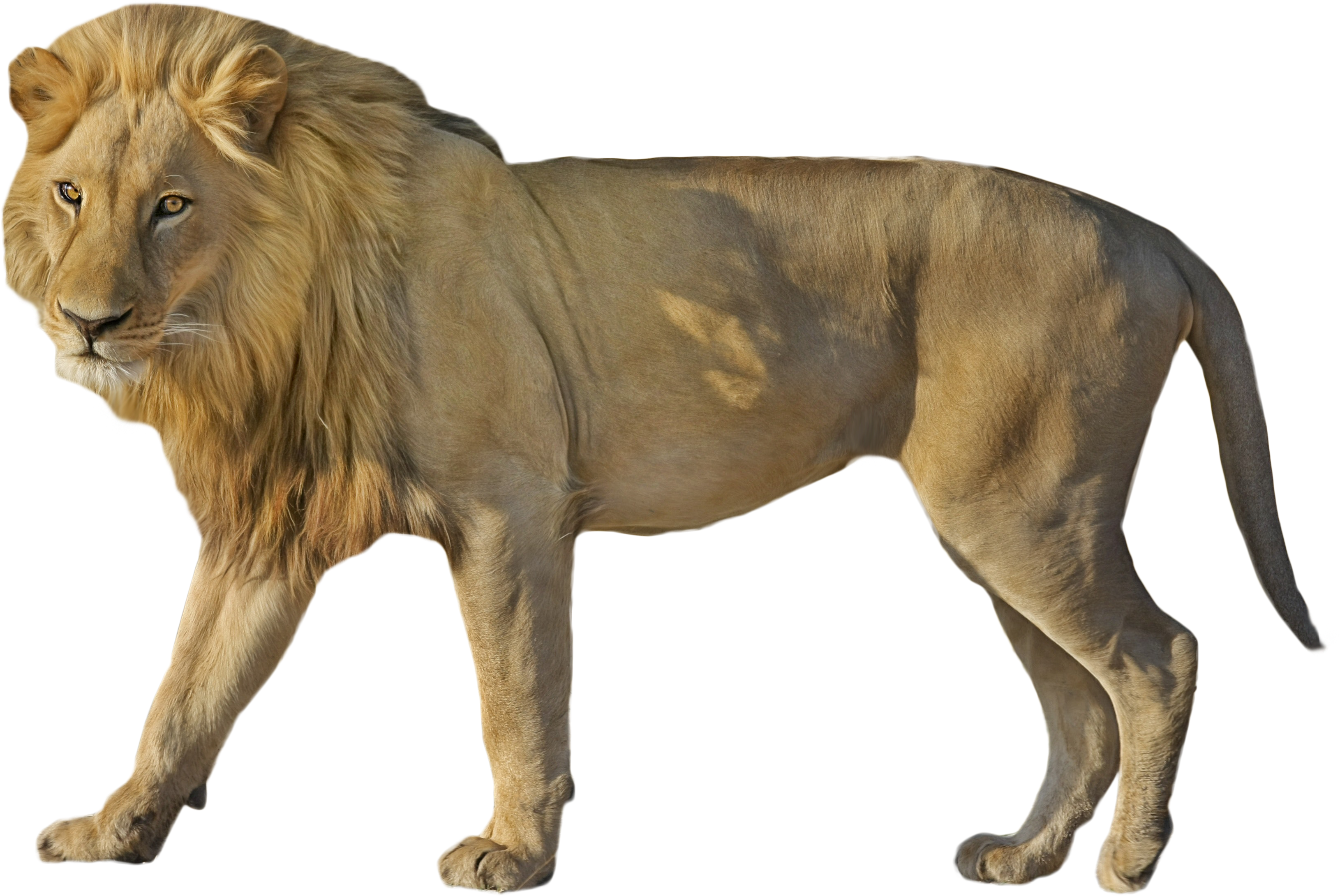 Lion Wildcat Standing - Mouton Soay (3888x2592), Png Download