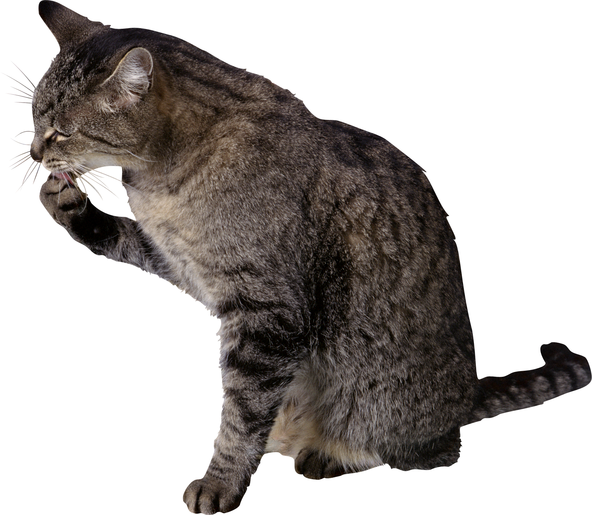 Cat Png - Cat Liking Its Paw (2065x1796), Png Download