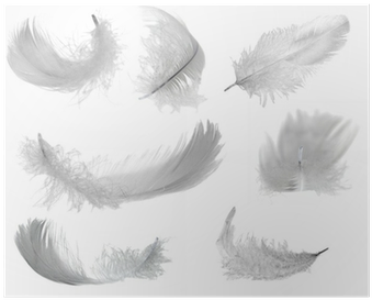 White Feathers (400x400), Png Download