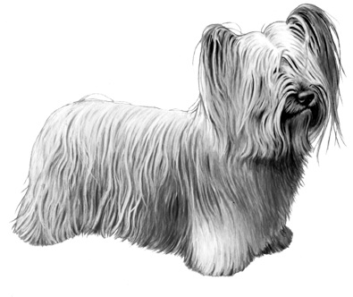 Skye Terrier - B&w - Skye Terrier (450x360), Png Download