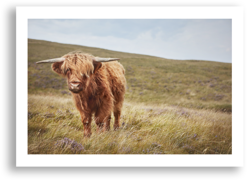 Highland Cow, Skye (1000x1000), Png Download