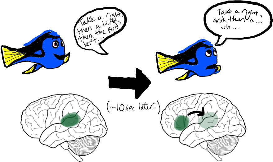 Dory Schematic - Blank Brain Diagram (902x577), Png Download