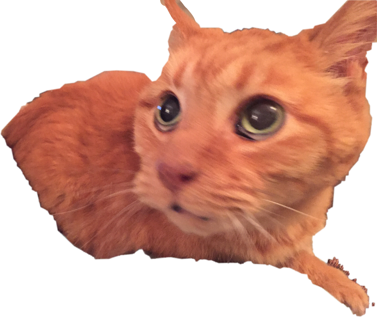 Mufasa My Other Grandma's Cat 17 Years Old Born - Kitten (1217x1024), Png Download
