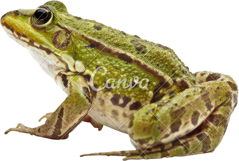 Common European Frog Or Edible Frog - Frogs Decided To Jump (800x540), Png Download