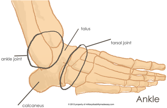 The Ankle Joint 1 - Heel Joints (576x370), Png Download