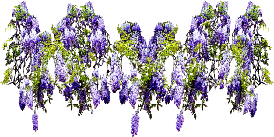 Wisteria Flower Png - Wisteria Psd (900x450), Png Download