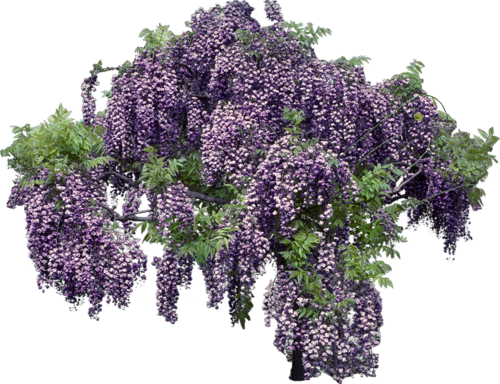 Clip Black And White Library Freetoedit Png Flowers - Flower (500x384), Png Download