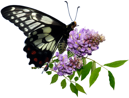 Butterfly, Wisteria, Insect, Nature, Spring - Butterfly Flower Png (413x340), Png Download