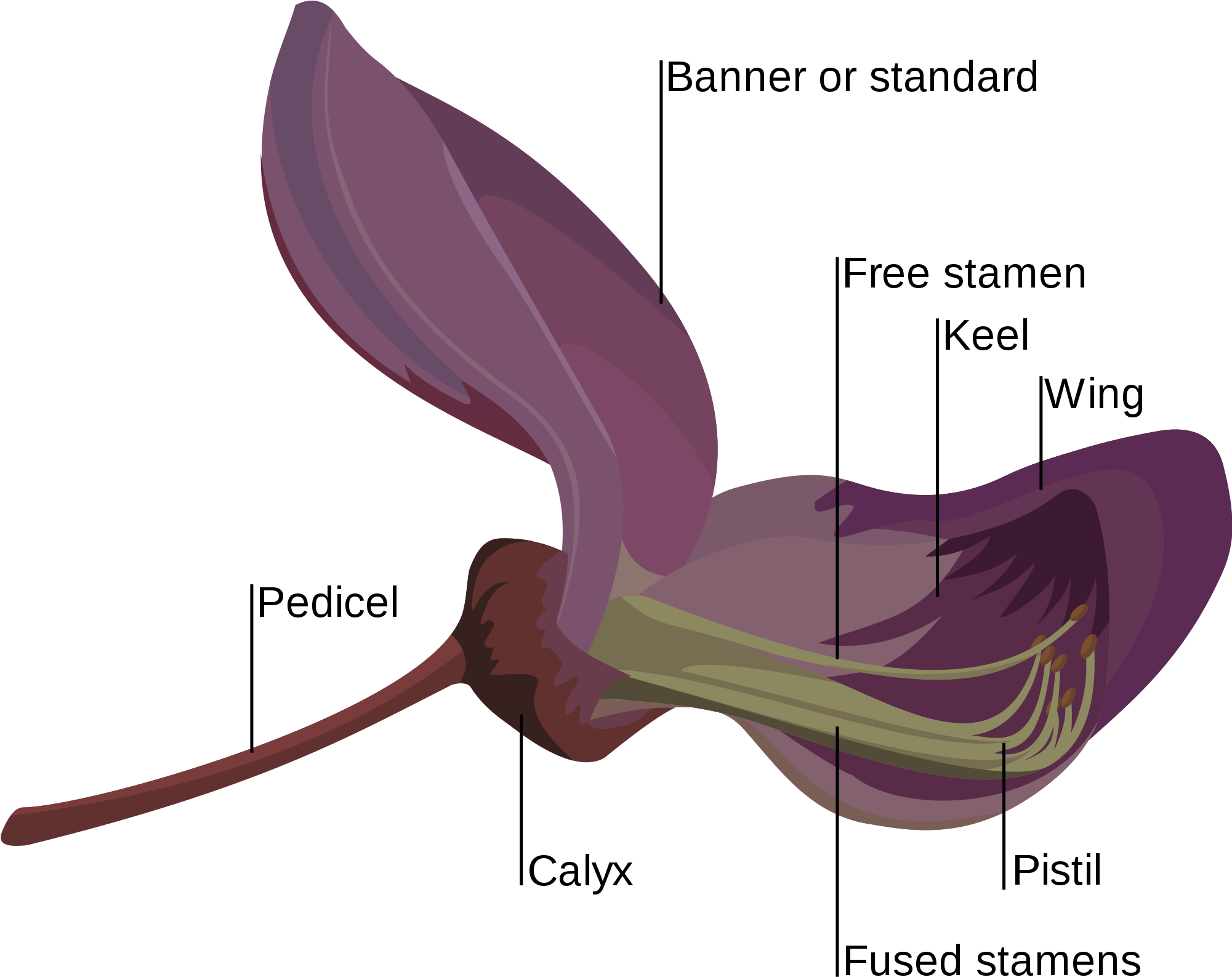 Open - Fabaceae Flower (2000x1600), Png Download