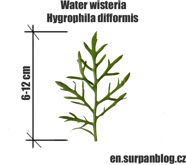 Hygrophila Difformis - Water Wisteria - Herbal - Hygrophila Difformis (640x560), Png Download