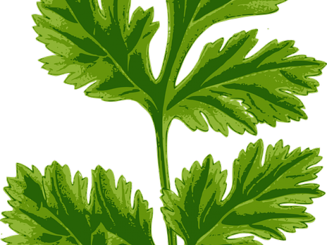 Herbs Clipart Cilantro - Europe Tees Coriander Leaf (640x480), Png Download