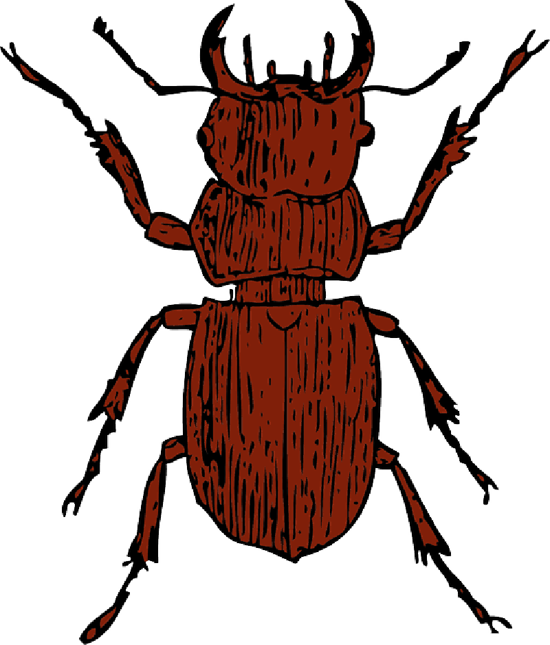 Mb Image/png - Clipart Beetle (800x937), Png Download