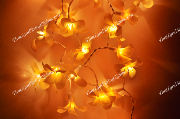 Still Life Photography (590x590), Png Download